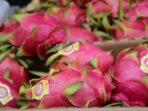 buah naga