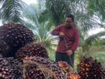 harga-sawit-naik